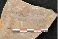 Foto (Detailansicht) von Voltzia heterophylla Brongniart (NHMW-GEO-2024-0188-11130)